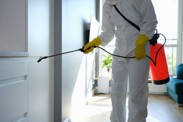 Mold Removal Process in Cohoe, AK