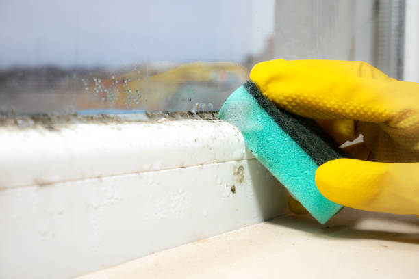 Attic Mold Removal in Cohoe, AK