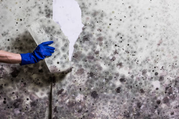 Best Mold Damage Repair  in Cohoe, AK